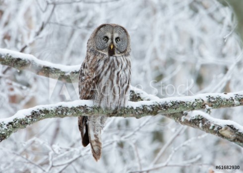Picture of Great Grey Owl Strix nebulosa perched in a tree